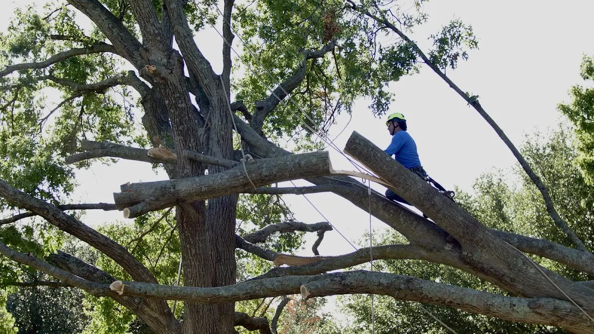 Professional Crown Thinning performed by certified arborists in West Burke