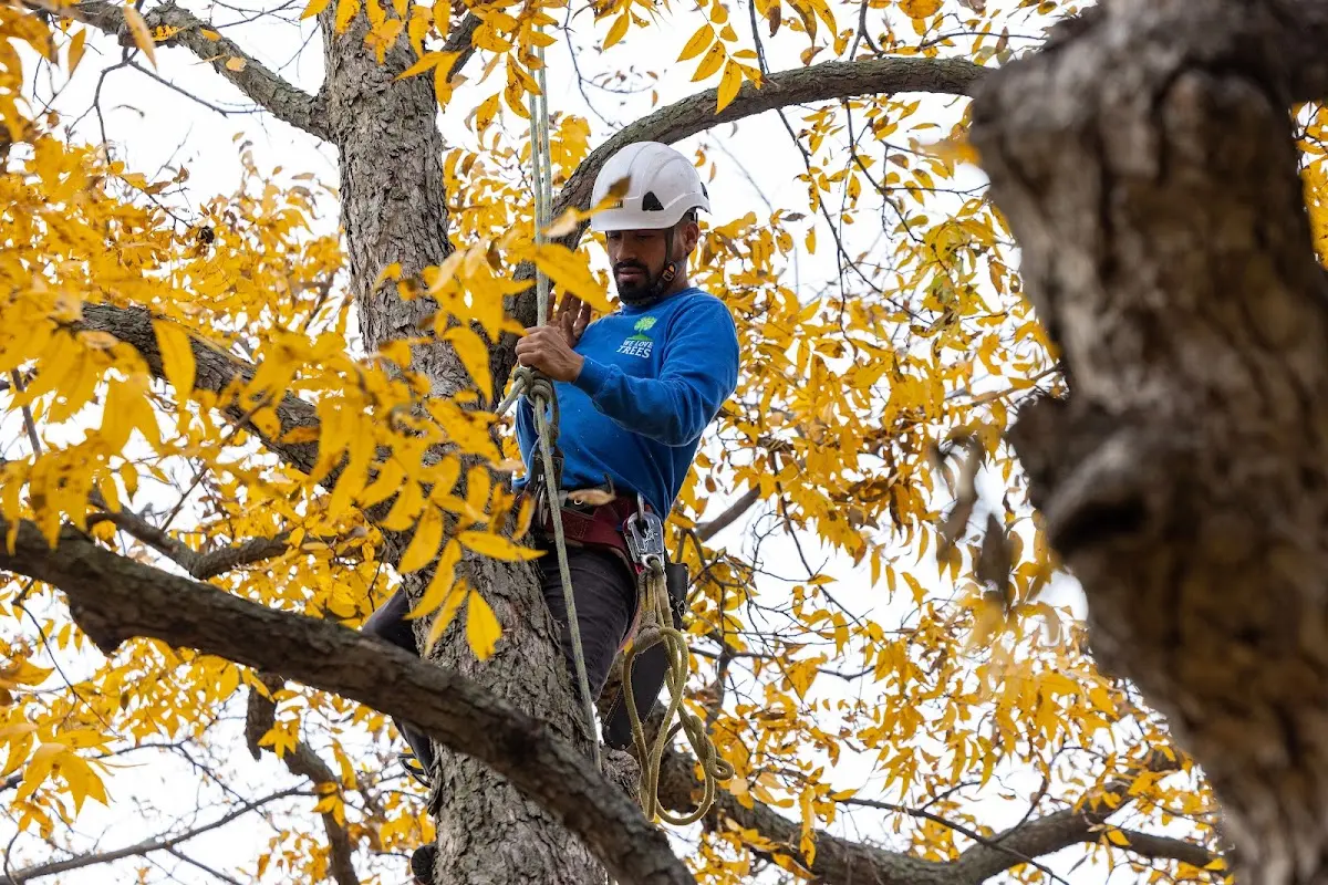 Skilled Dead Tree Removal crew working in West Burke