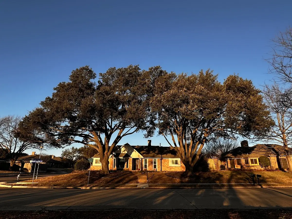 Established residential canopy tree shading a home in West Burke